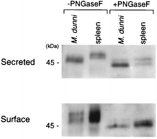 5358 FUJISAWA ET AL. J. VIROL. FIG. 3. Comparison of the secreted and cell surface species of glycosylated Gag expressed by M.