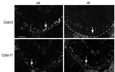 Sertoli Cell Androgen Receptor Ablation caused loss of claudin 3