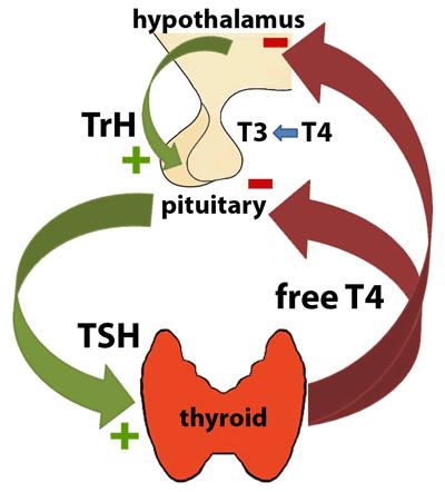 Section E: Thyroid & Parathyroid Glands 1. The thyroid gland absorbs iodine and uses it to make thyroid hormones: thyroxine (T4) and triiodothyronine (T3).