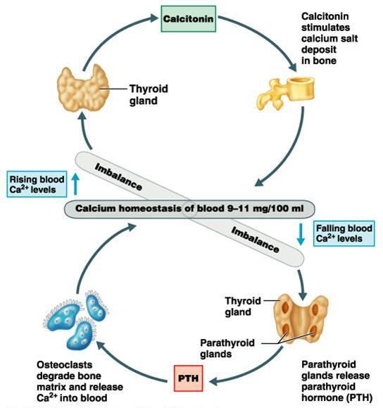 When the level of T3 & T4 drops too low, the pituitary gland produces which stimulates the thyroid gland to manufacture and secrete.