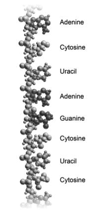 uricile (u) DNA is used to create RNA which is then transported to ribosomes where it is used to create proteins Blausen.com staff.