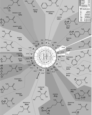 0/)], via Illustration from Wikipedia Amino Acid Chart Illustration from Wikipedia Protein Structure The chain of amino acids created