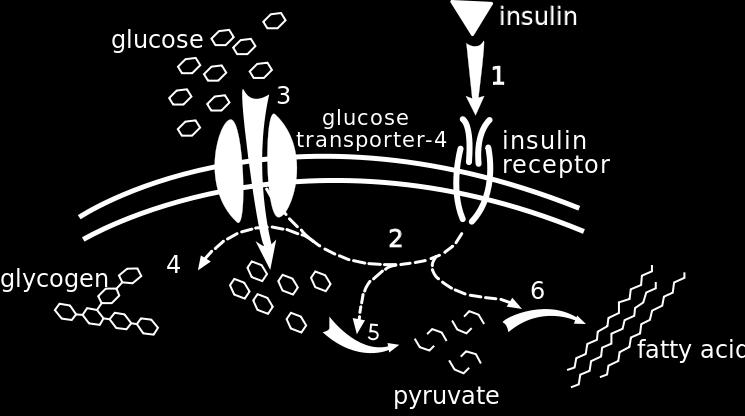 Insulin and glucose (sugar) bloodstream inside of the cell