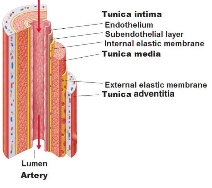 Figure 2: Blood vessel structure (image obtained from http://antranik.org/blood-vessels/). 1.1 Atherosclerosis stages According to R.