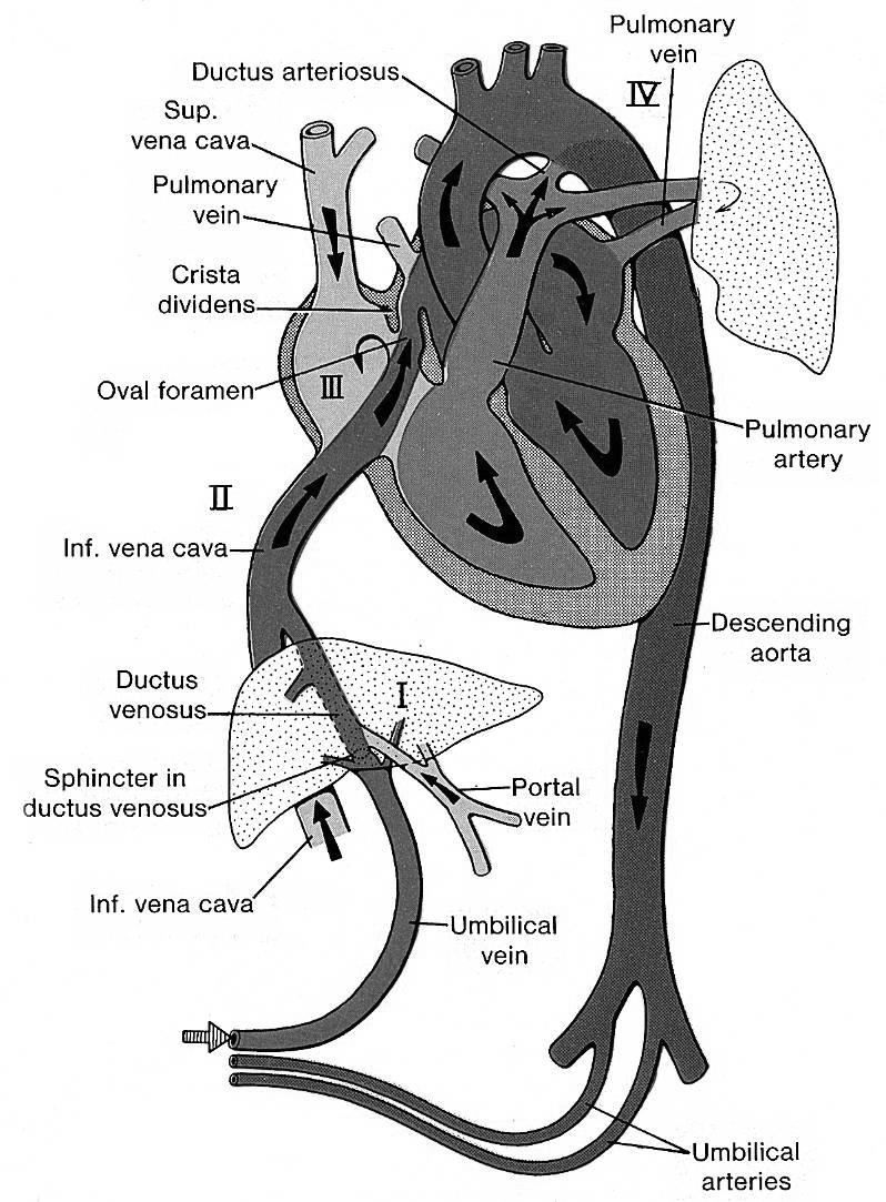 Objectives Pulmonary Vascular Changes in Heart Disease To review the normal physiology of the pulmonary circulation To define pulmonary hypertension, its causes especially related to heart disease,