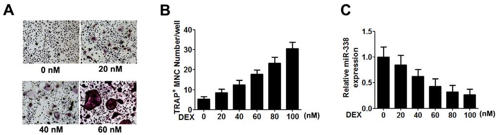 mir-338-3p suppresses GC-induced osteoclast formation 5 pre-ocs with mir-338-3p mimic or mir-338-3p inhibitor during the course of osteoclast differentiation.