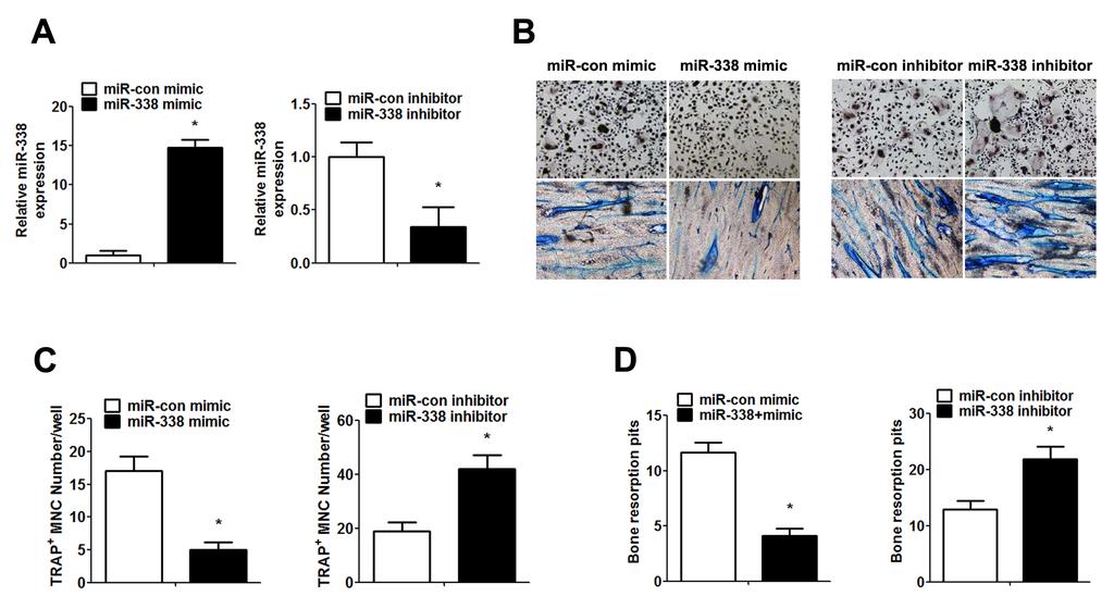 Functionally, the number of TRAP+ multinucleated osteoclasts per well was substantially reduced in the mir-338-3p mimic treatment group and markedly increased in the mir-338-3p inhibitor treatment
