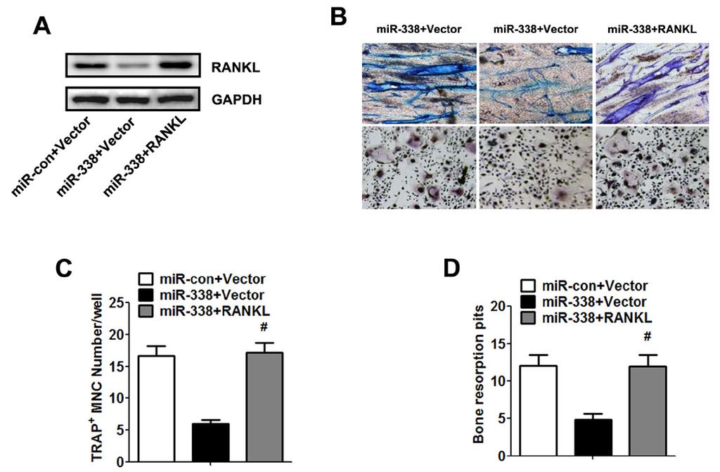 mir-338-3p suppresses GC-induced osteoclast formation 7 Figure 4. Inhibitory effect of mir-338-3p is rescued by RANKL. Pre-OCs were cultured for 2 days in the presence of Dex (60 nm).