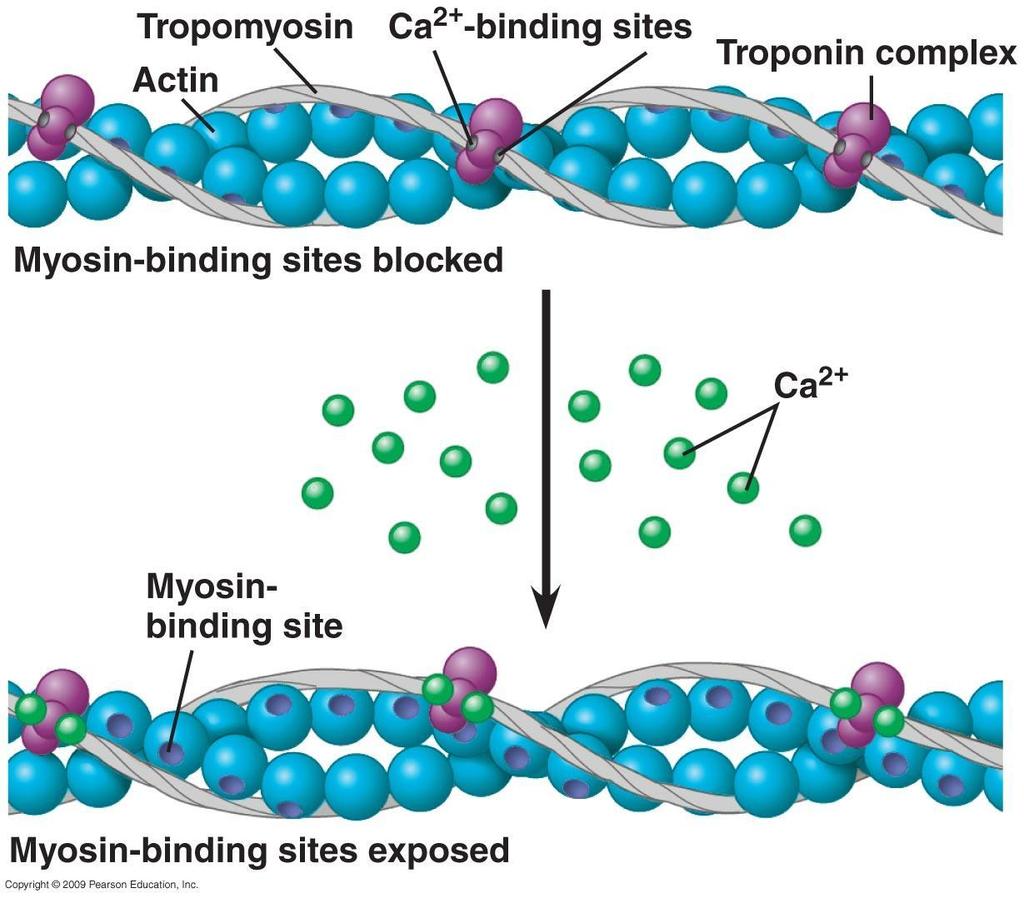 Ca 2+ binds to troponin, twisting it which causes the tropomysin to be pulled from