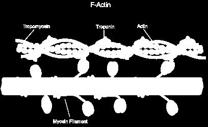 Myosin (thick filament) has head like structures that bind to actin at the