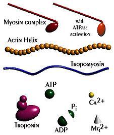 binding sites on the actin (thin) filament Myosin heads pull