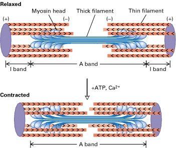This continued action causes a sliding of the myosin along