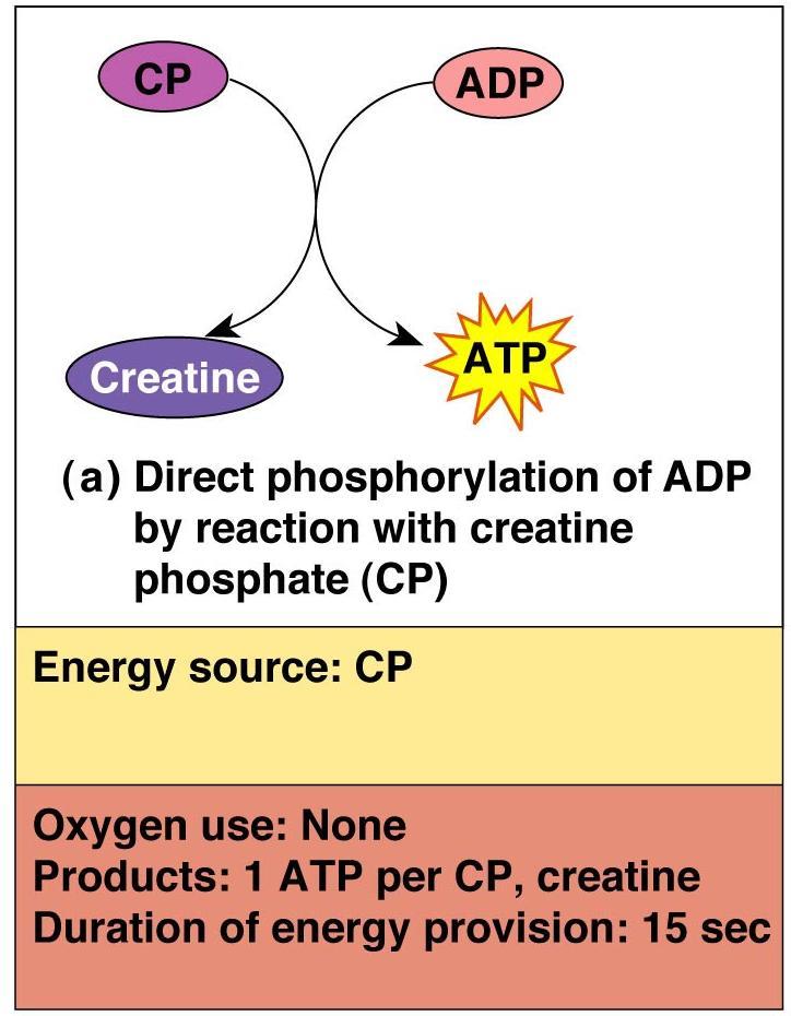 Direct phosphorylation of ADP by creatine phosphate (CP) Muscle cells store CP CP is a high-energy molecule After ATP
