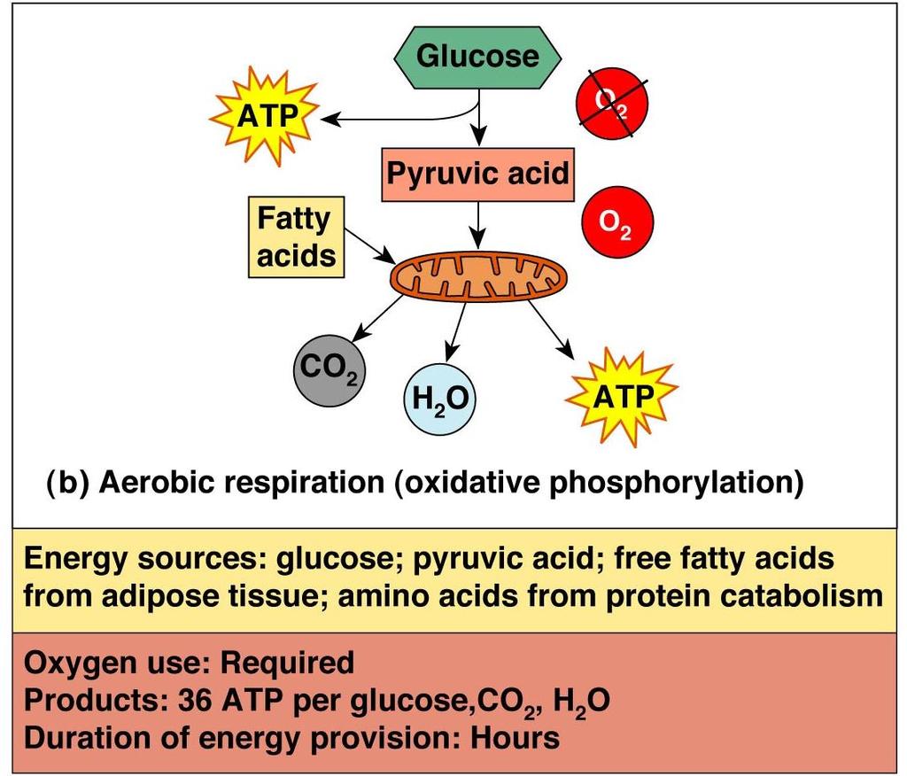 Aerobic respiration Glucose is broken down to carbon dioxide and water, releasing energy (ATP) This is a