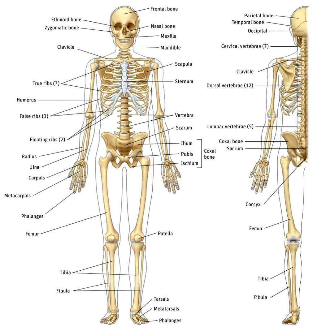2. The skeletal system The skeletal system is formed by organs called bones that are connected by joints and ligaments. 2.1.