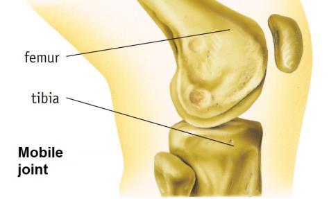 In this type of joint there are ligaments that keep the bones together. The elbow, the shoulder and the knee are examples of this kind of joint.