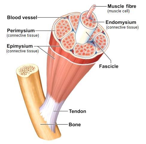 3. The muscular system The muscular system is formed by organs called muscles that conect to bones by tendons.