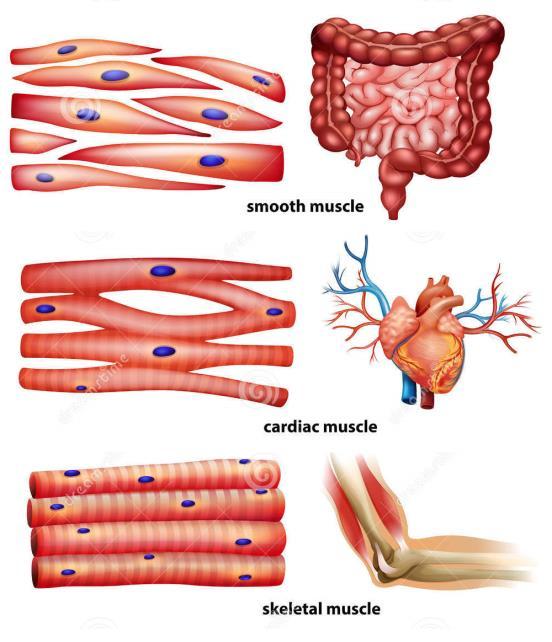 a) Types of muscles There are three types of muscles: - Smooth muscles. Their contraction is slow and involuntary. They are formed by smooth muscle tissue.