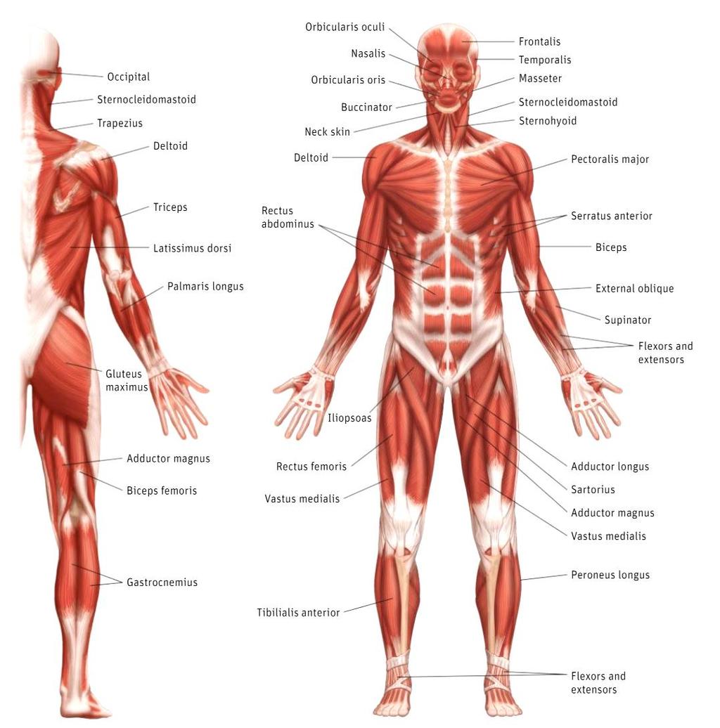 3.1. The muscles of the human body Muscles can be classified according to different criteria: Shape: - Fusiform or long muscles (spindle-shaped) such as biceps.