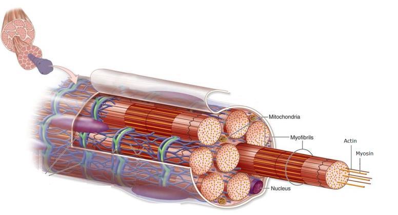 3.2. The muscular contraction Muscles contract by becoming shorter in response to a nerve motor impulse. Striated muscle cells are very long and contain bundles of filaments called myofibrils.