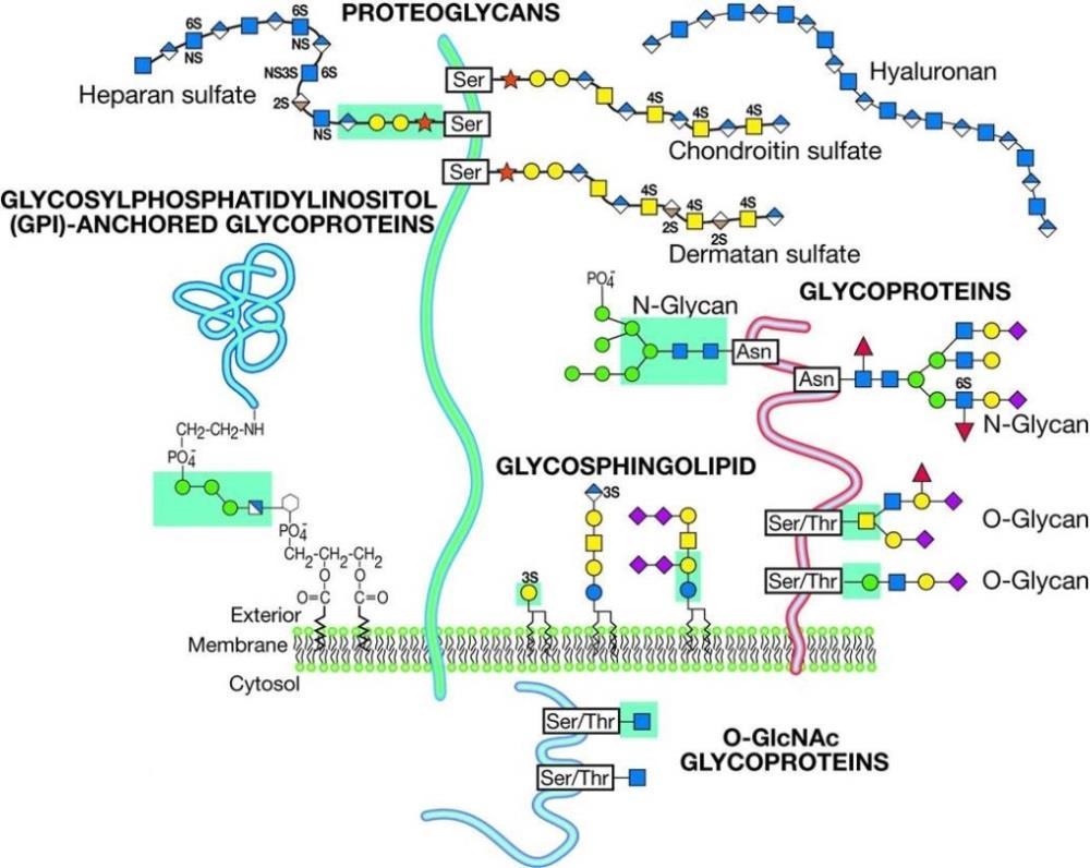 (Hadley et al., 2014). Glycoproteins are also found at the extracellular matrix that surrounds cells and can be secreted into biological fluids, for example the serum (Taylor and Drickamer, 2011).
