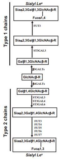 Figure 1.5: Structures and enzymes involved on biosynthesis of sialyl-lewis x and sialyl-lewis a antigens.