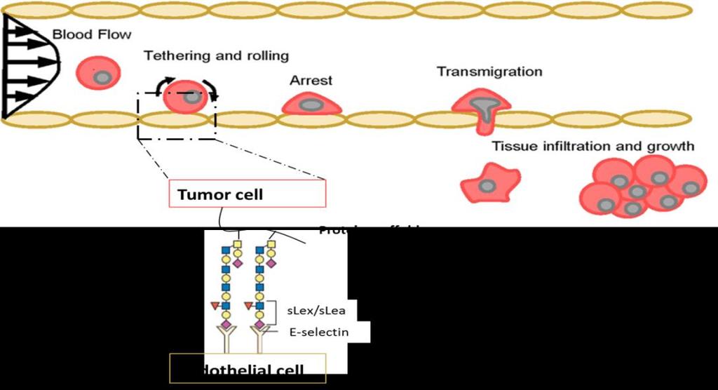 Figure 1.6: Schematic representation of the multi-step process of metastasis in cancer. Adapted from Pinho and Reis, 2015 and Burdick et al., 2012. 1.2 Lung cancer Lung cancer (LC) is one of the most common forms of cancer (approximately 1.