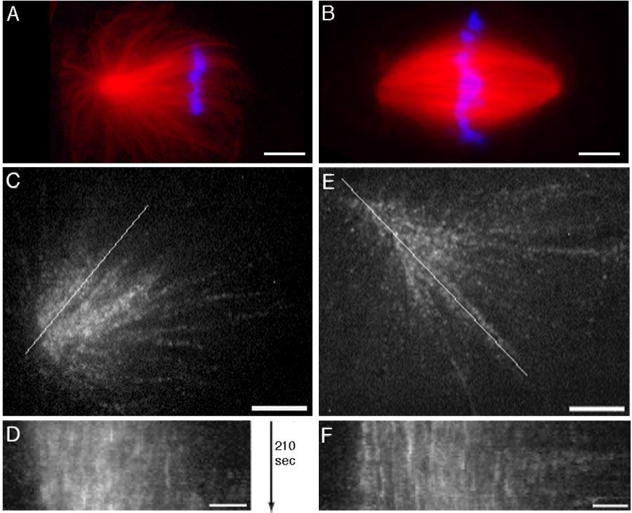 Xenopus Extract Spindle Assembly Figure 1. CSF monopoles do not show evidence of flux by tubulin speckle microscopy. (A and B) Examples of fixed CSF monopoles and bipoles for reference.