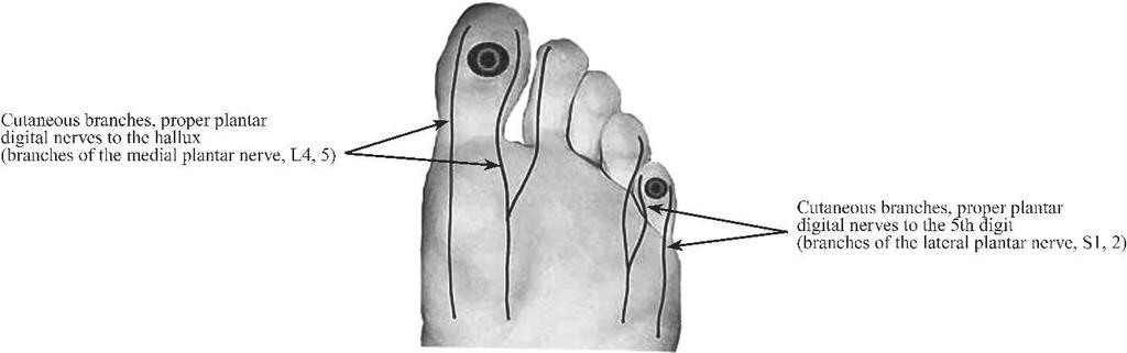 Figure 1. Electronic tuning fork and biothesiometer test sites and their associated sensory nerve distributions are shown in the dorsal view. Figure 2.