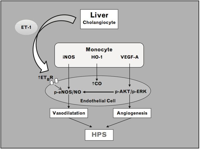 Potential mechanisms in the development of hepatopulmonary