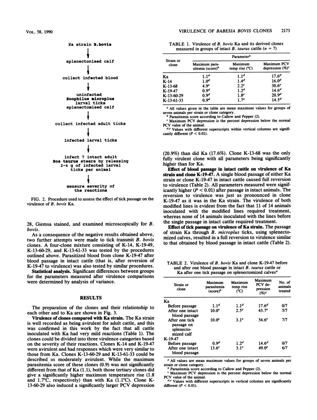 VOL. 58, 1990 VIRULENCE OF BABESIA BOVIS CLONES 2173 Ka strain B.