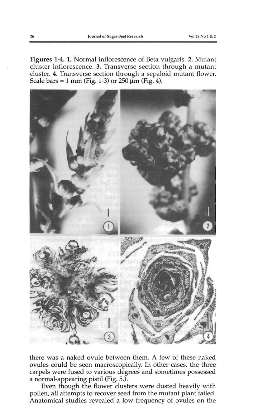 26 Journal of Sugar Beet Research Vol 28 No 1 &2 Figures 1-4. 1. Normal inflorescence of Beta vulgaris. 2. Mutant cluster inflorescence. 3. Transverse section through a mutant cluster. 4.