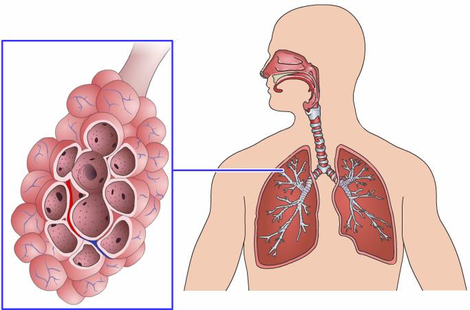 Lungs The lungs help us breathe in oxygen and breathe out carbon dioxide. Everyone is born with 2 lungs: a right lung and a left lung. Breathing in is also called inhaling.