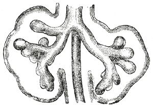 bronchioles alveoli. There are 500,000 respiratory bronchioles.