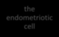 mesothelial cells differentiate