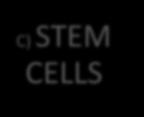coelomic epithelium C) STEM CELLS