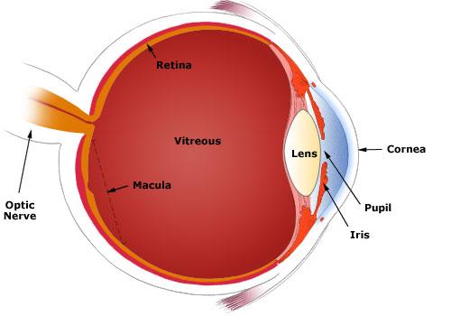 PATIENT INFORMATION BOOKLET PAGE 9 OF 32 FIGURE 1 CROSS SECTION OF THE EYE What Does the Intraocular Telescope Do?