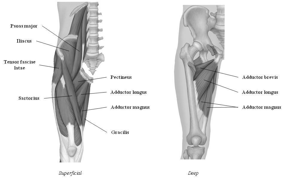 Figure 1: Anterior muscles that move the thigh, superficial