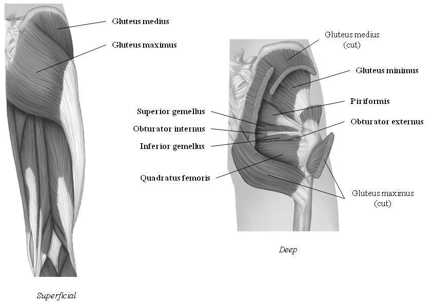 Figure 2: Posterior muscles that move the thigh, superficial