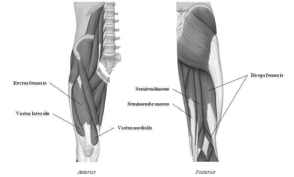 Figure 3: Muscles that move the (lower) leg, anterior and posterior views (note: