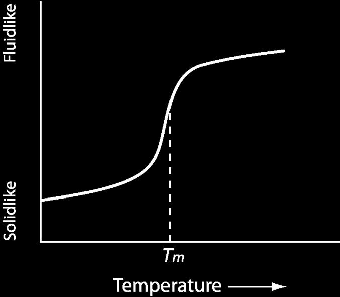 Measures of Membrane Fluidity: Melting Temperature T m (melting temperature) is a phase transition, a change from a more rigid solid-like state to a fluid-like state The fluidity - ease with which