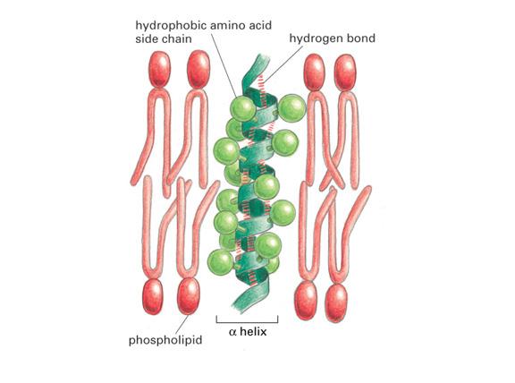Many Membrane Proteins Cross the Bilayer Using One or More α-helices Many proteins that have mass on either side of bilayer cross it using alpha-helices.