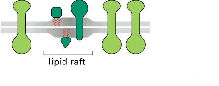 Lipid Rafts in the Plasma Membrane protein with fatty acid modification protein with longer transmembrane region lipid bilayer enriched in cholesterol and phospholipids with long fatty acid tails As