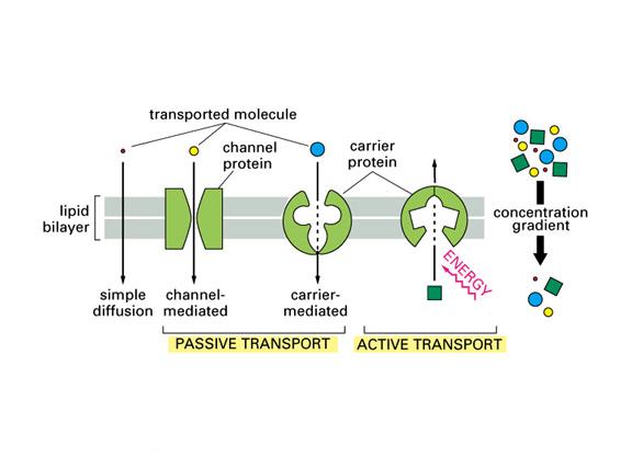 Ions Cross Cell Membranes Through Membrane Transport Proteins There are many different types of membrane transport proteins, each selective for a certain class of molecule - ions, amino acids, or