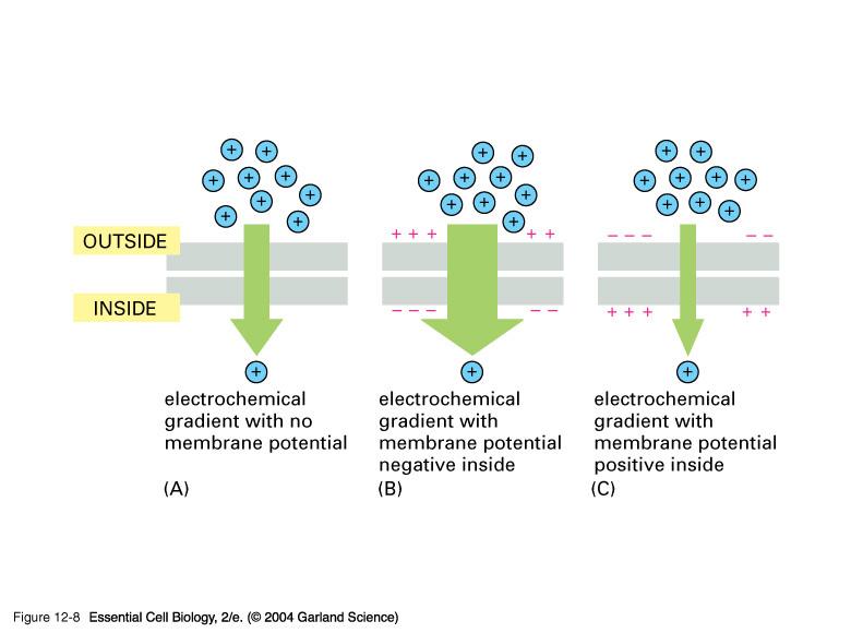 Net Driving Force for Transport is Determined by the Electrochemical Gradient For uncharged molecules, the concentration gradient drives passive transport.