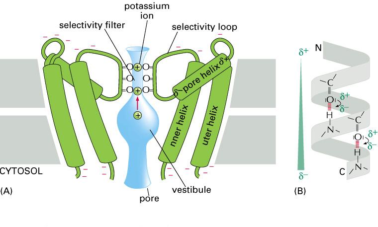 Ion Channels - K + Channel The simplest way to move ions from one side of the membrane to the other is to create a hydrophilic channel through which the molecule can pass.