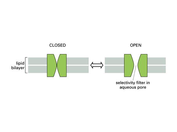 Ion Channels Fluctuate Between Closed and Open States Ion channels are not continuously open.