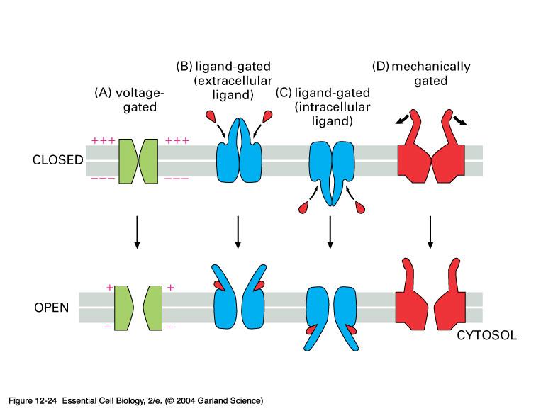 Ion Channels Can Be Gated by Different Stimuli Most ion channels are gated - that is, they are regulated so that a specific stimulus causes them to switch between closed and open states.