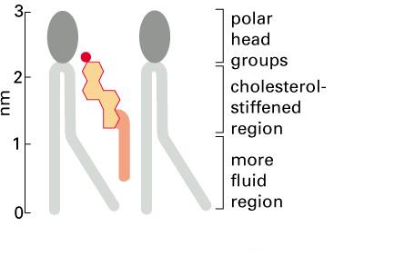Cholesterol Influences Membrane Fluidity Cholesterol interacts with phospholipids by orienting its polar hydroxyl head group close to the polar lipid head group.