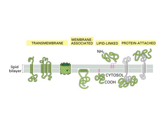 Proteins Associate with Membranes in Different Ways Proteins can associate with the lipid bilayer in various ways: (a) Transmembrane proteins - These proteins extend through the bilayer and have some